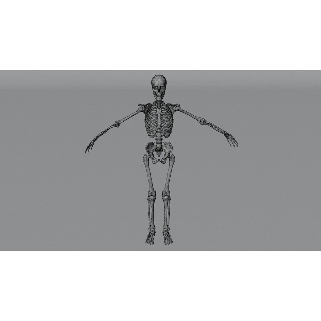 Skeleton 3D Model – Low Poly Rigged Character with PBR Textures - View 5