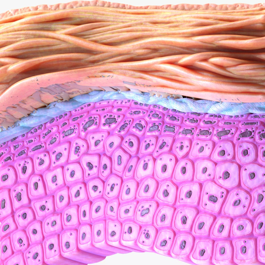 Epidermis Cross Section 3D Model – High Poly Medical Anatomy, FBX - View 2
