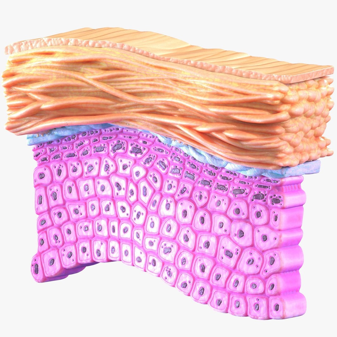 Epidermis Cross Section 3D Model – High Poly Medical Anatomy, FBX - View 3