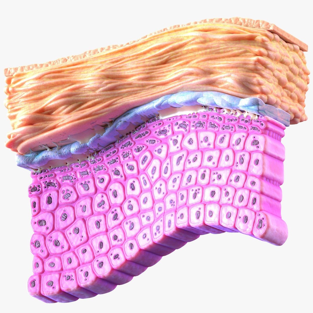 Epidermis Cross Section 3D Model – High Poly Medical Anatomy, FBX - View 5