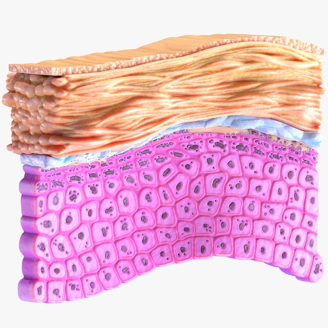 Epidermis Cross Section 3D Model – High Poly Medical Anatomy, FBX - View 6