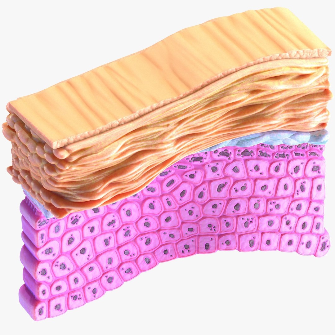 Epidermis Cross Section 3D Model – High Poly Medical Anatomy, FBX - View 7