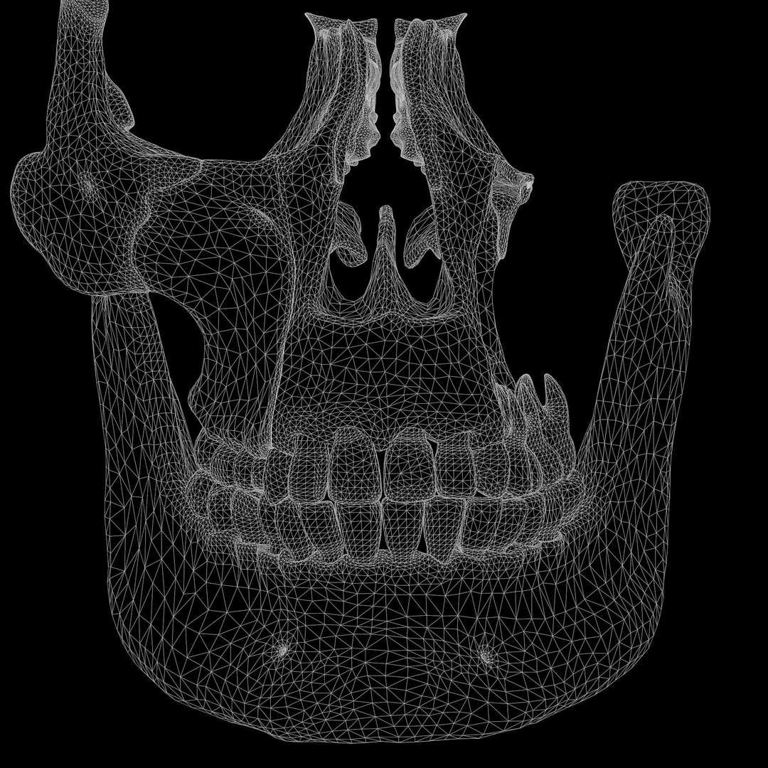 Tooth Structure 3D Model – Low Poly Anatomical Jawbone Asset, FBX - View 10