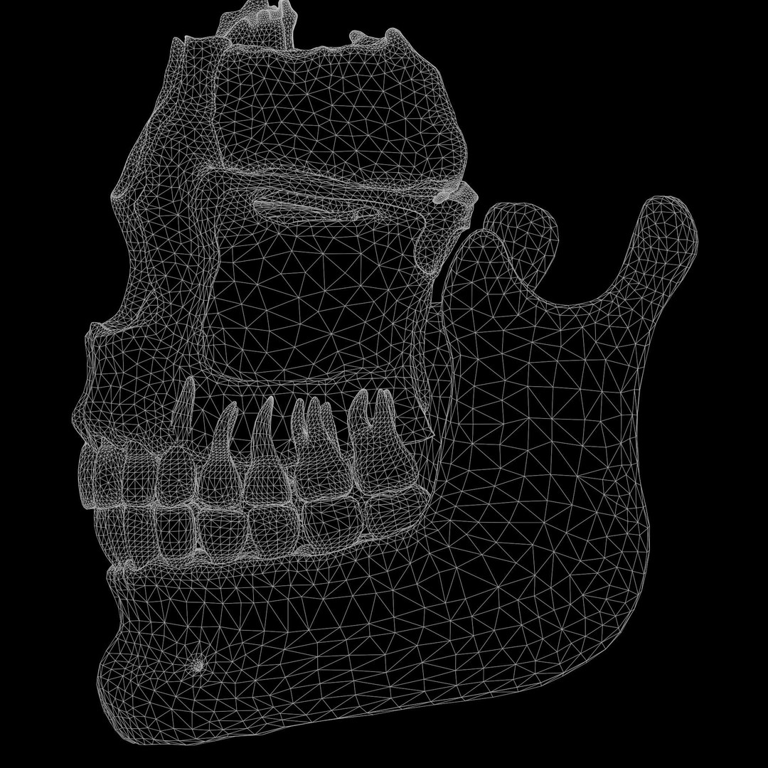 Tooth Structure 3D Model – Low Poly Anatomical Jawbone Asset, FBX - View 11