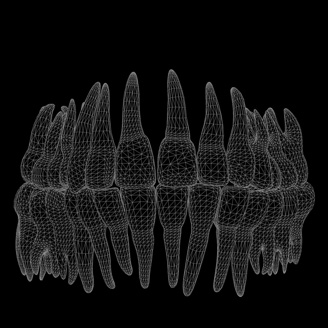 Tooth Structure 3D Model – Low Poly Anatomical Jawbone Asset, FBX - View 12