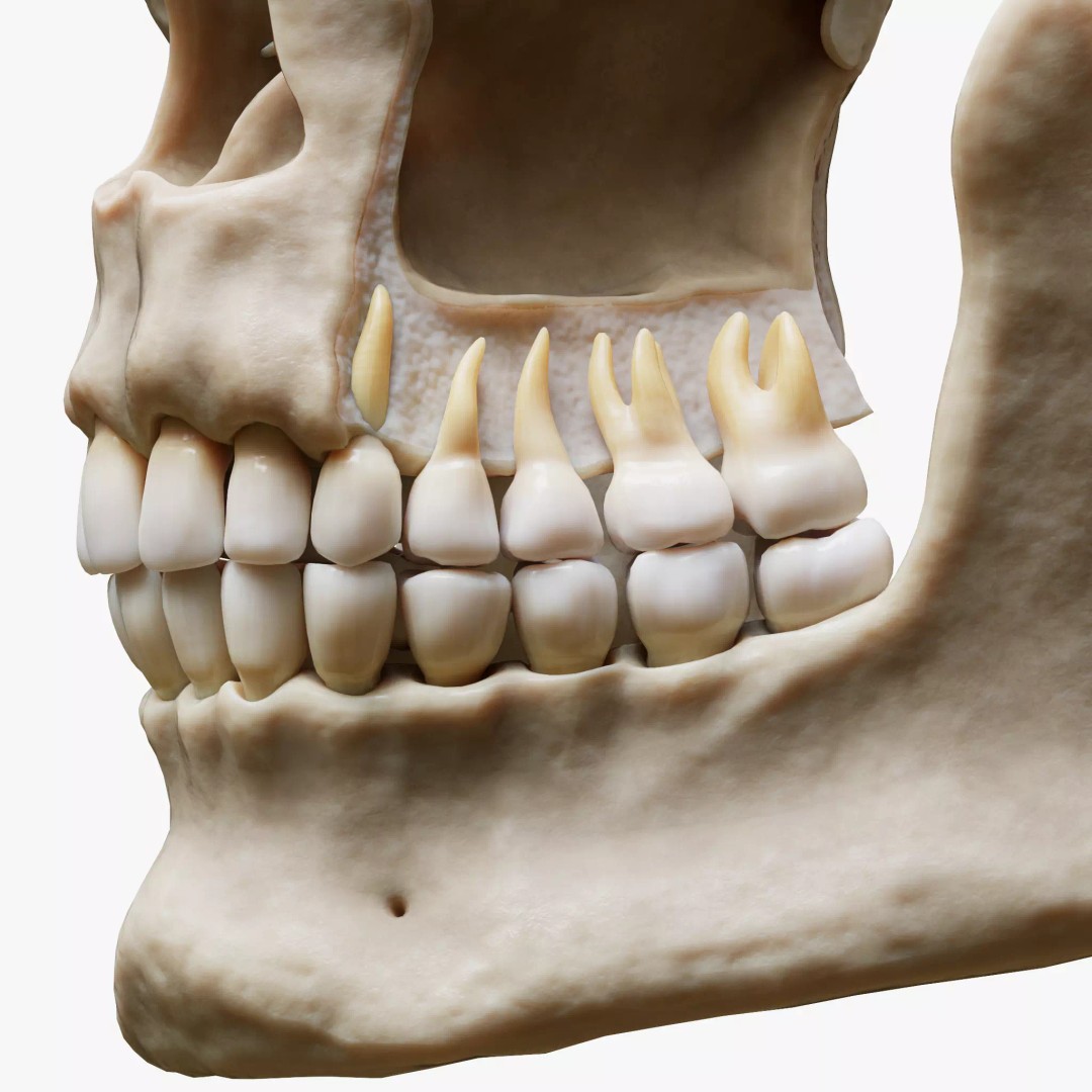 Tooth Structure 3D Model – Low Poly Anatomical Jawbone Asset, FBX - View 2