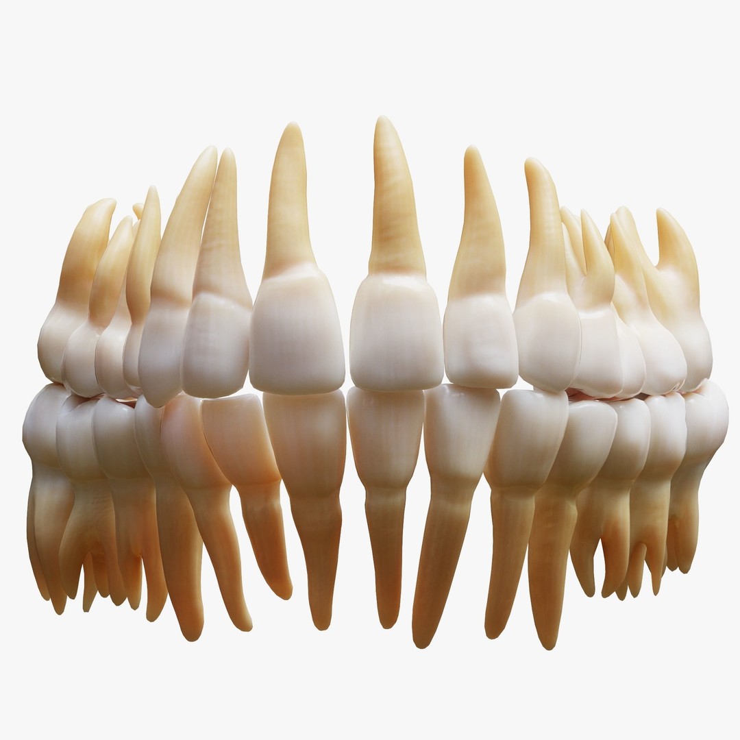 Tooth Structure 3D Model – Low Poly Anatomical Jawbone Asset, FBX - View 3