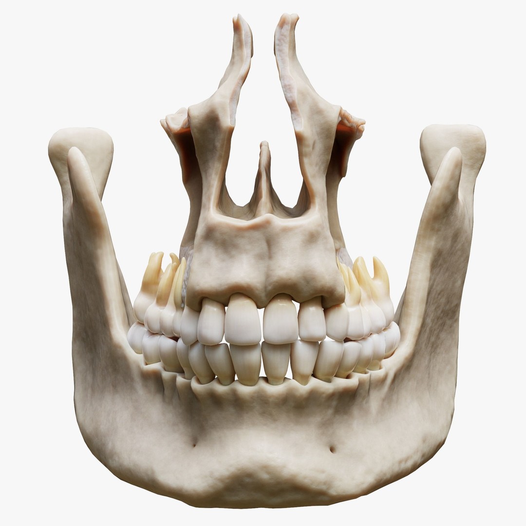 Tooth Structure 3D Model – Low Poly Anatomical Jawbone Asset, FBX - View 4