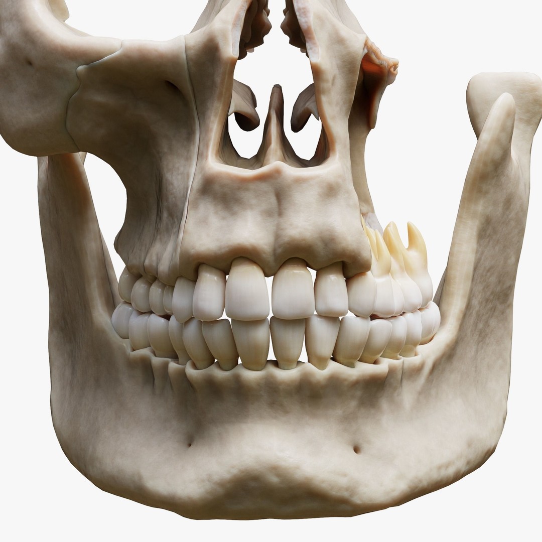 Tooth Structure 3D Model – Low Poly Anatomical Jawbone Asset, FBX - View 5