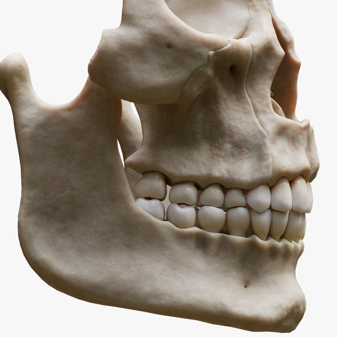 Tooth Structure 3D Model – Low Poly Anatomical Jawbone Asset, FBX - View 6