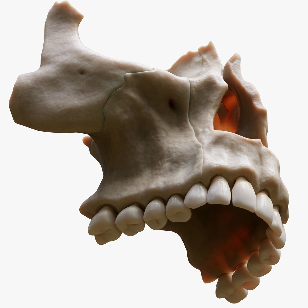 Tooth Structure 3D Model – Low Poly Anatomical Jawbone Asset, FBX - View 7