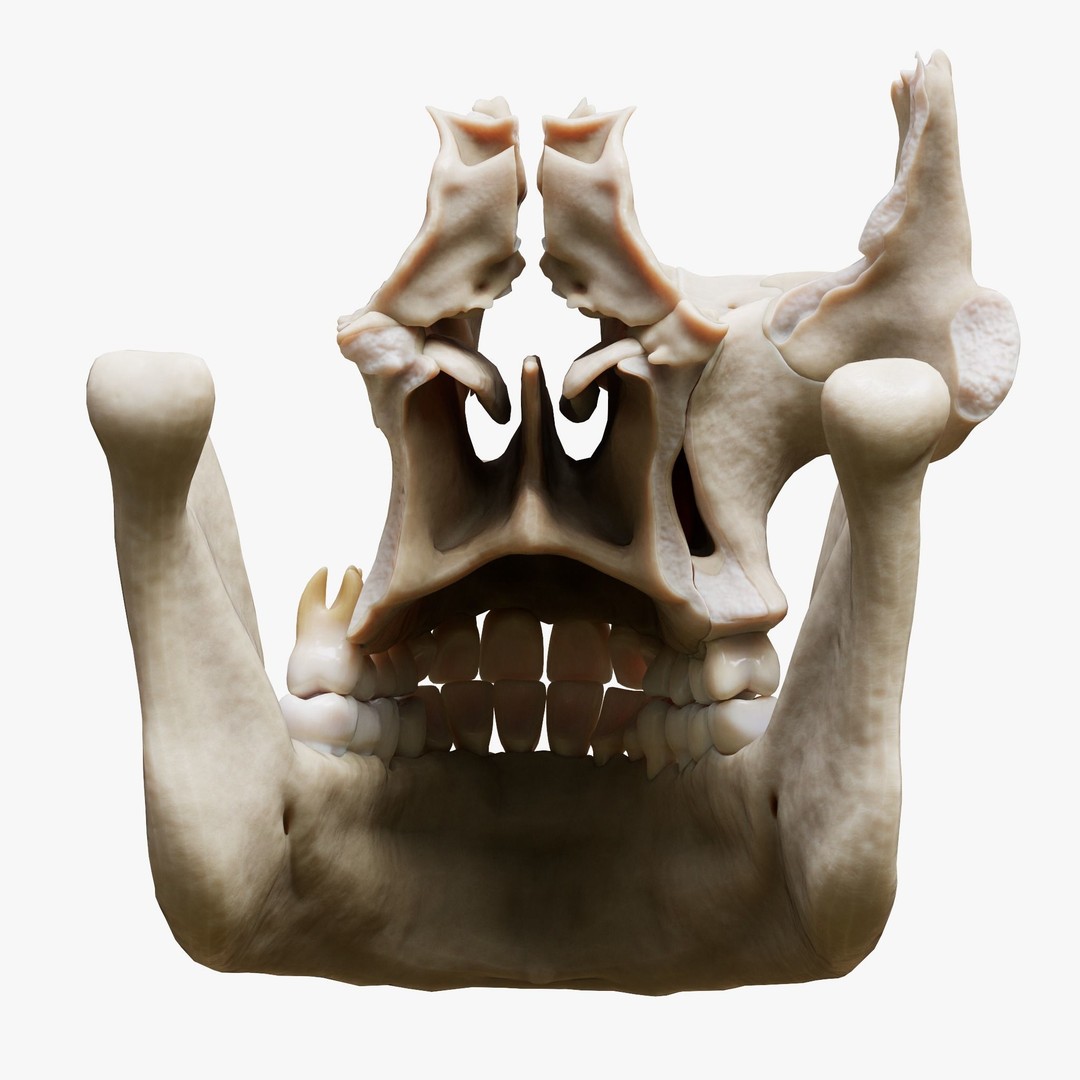 Tooth Structure 3D Model – Low Poly Anatomical Jawbone Asset, FBX - View 8