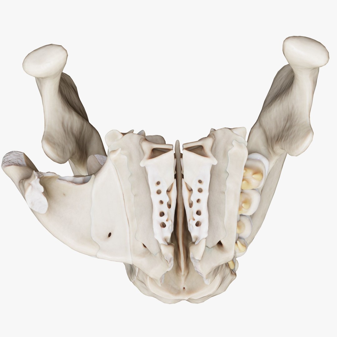 Tooth Structure 3D Model – Low Poly Anatomical Jawbone Asset, FBX - View 9