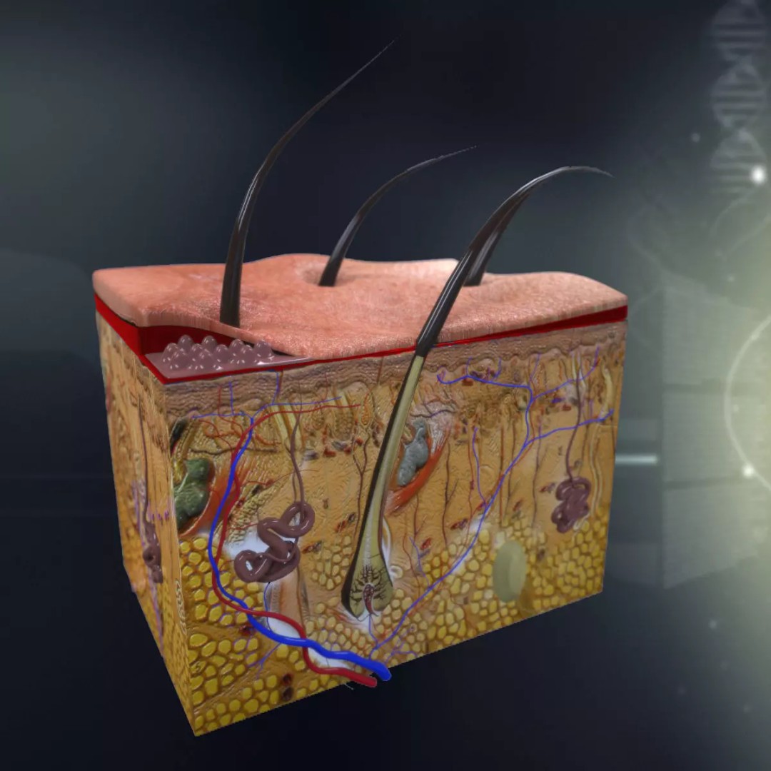Human Skin Anatomy 3D Model – PBR Character Asset, FBX - View 2