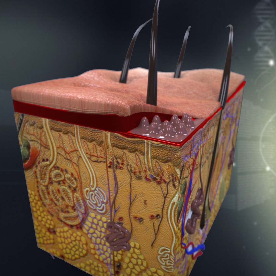 Human Skin Anatomy 3D Model – PBR Character Asset, FBX - View 3
