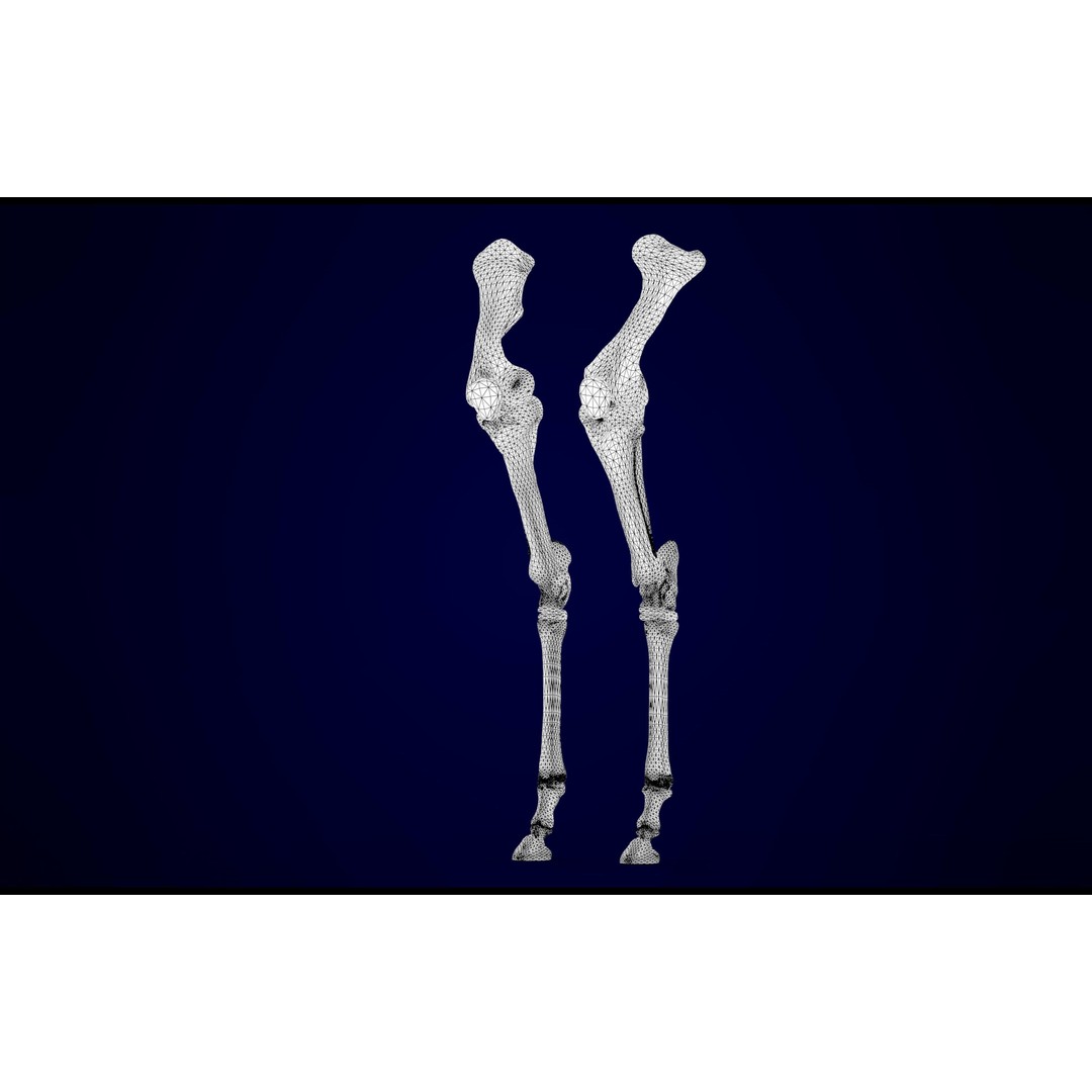 Hippogriff Skeleton 3D Model – High Poly Fantasy Character, FBX, OBJ