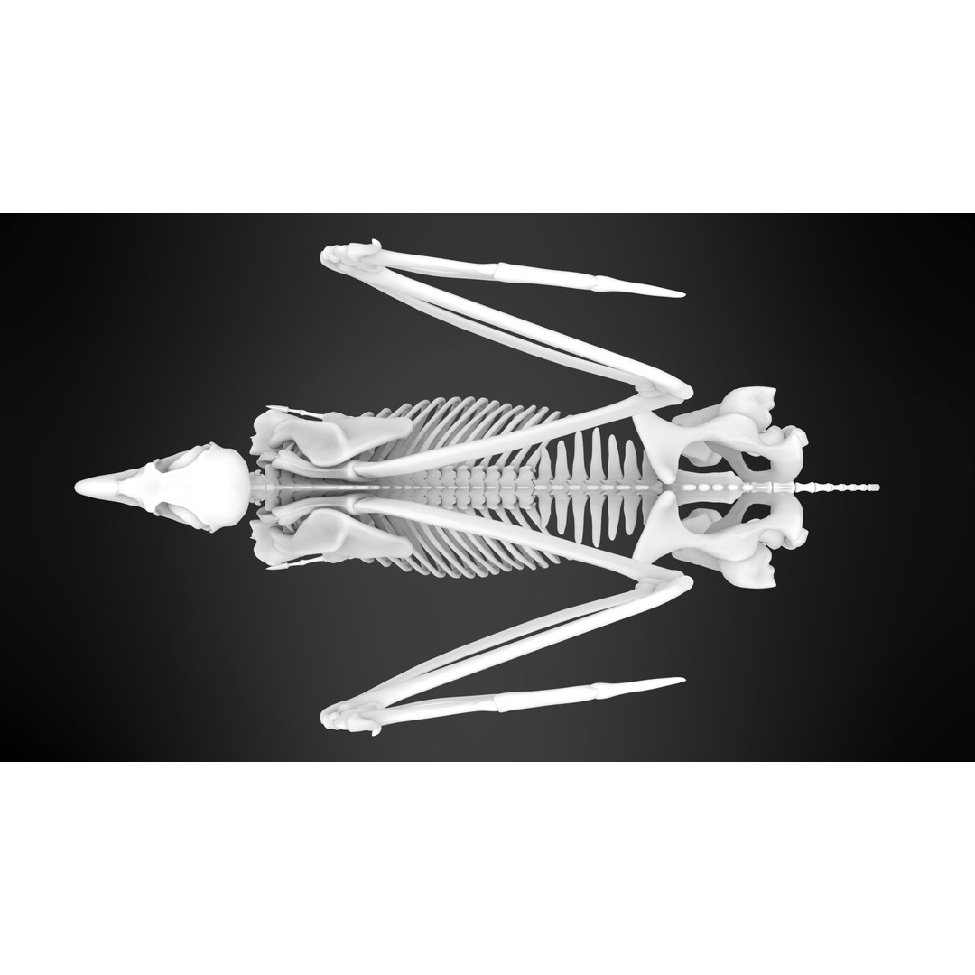 Hippogriff Skeleton 3D Model – High Poly Fantasy Character, FBX, OBJ - View 11