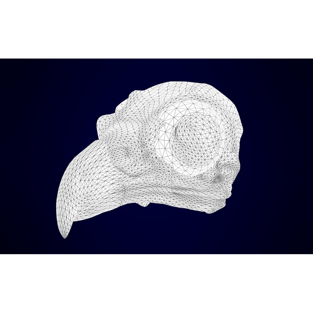 Hippogriff Skeleton 3D Model – High Poly Fantasy Character, FBX, OBJ - View 12