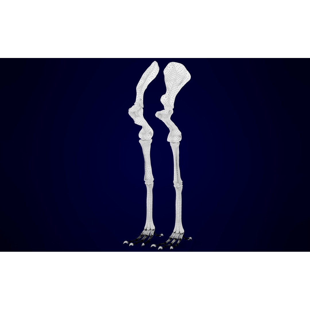 Hippogriff Skeleton 3D Model – High Poly Fantasy Character, FBX, OBJ - View 19