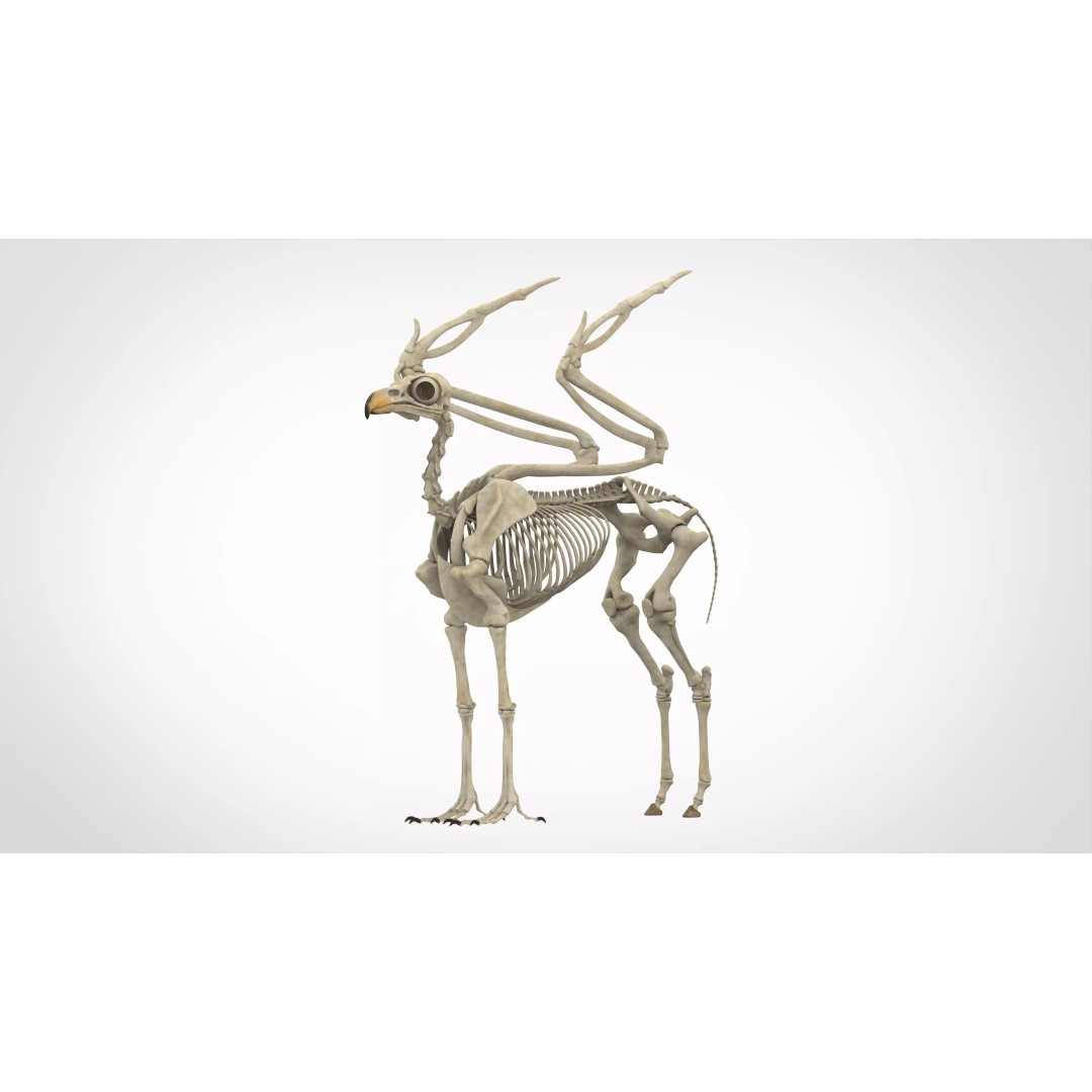 Hippogriff Skeleton 3D Model – High Poly Fantasy Character, FBX, OBJ - View 2