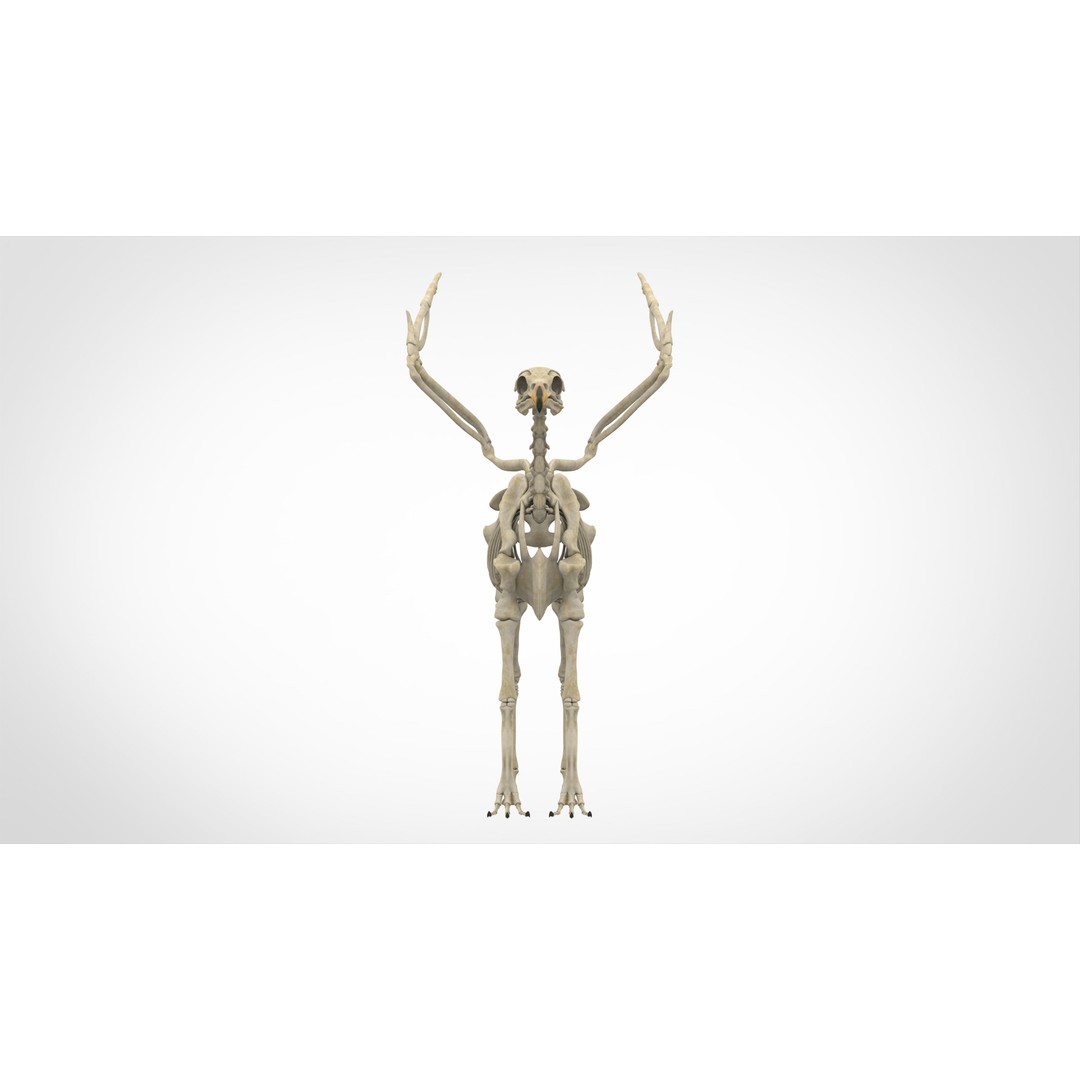 Hippogriff Skeleton 3D Model – High Poly Fantasy Character, FBX, OBJ - View 3