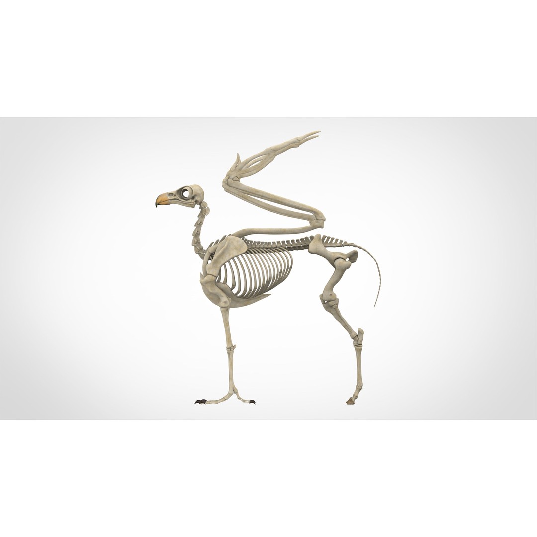 Hippogriff Skeleton 3D Model – High Poly Fantasy Character, FBX, OBJ - View 4