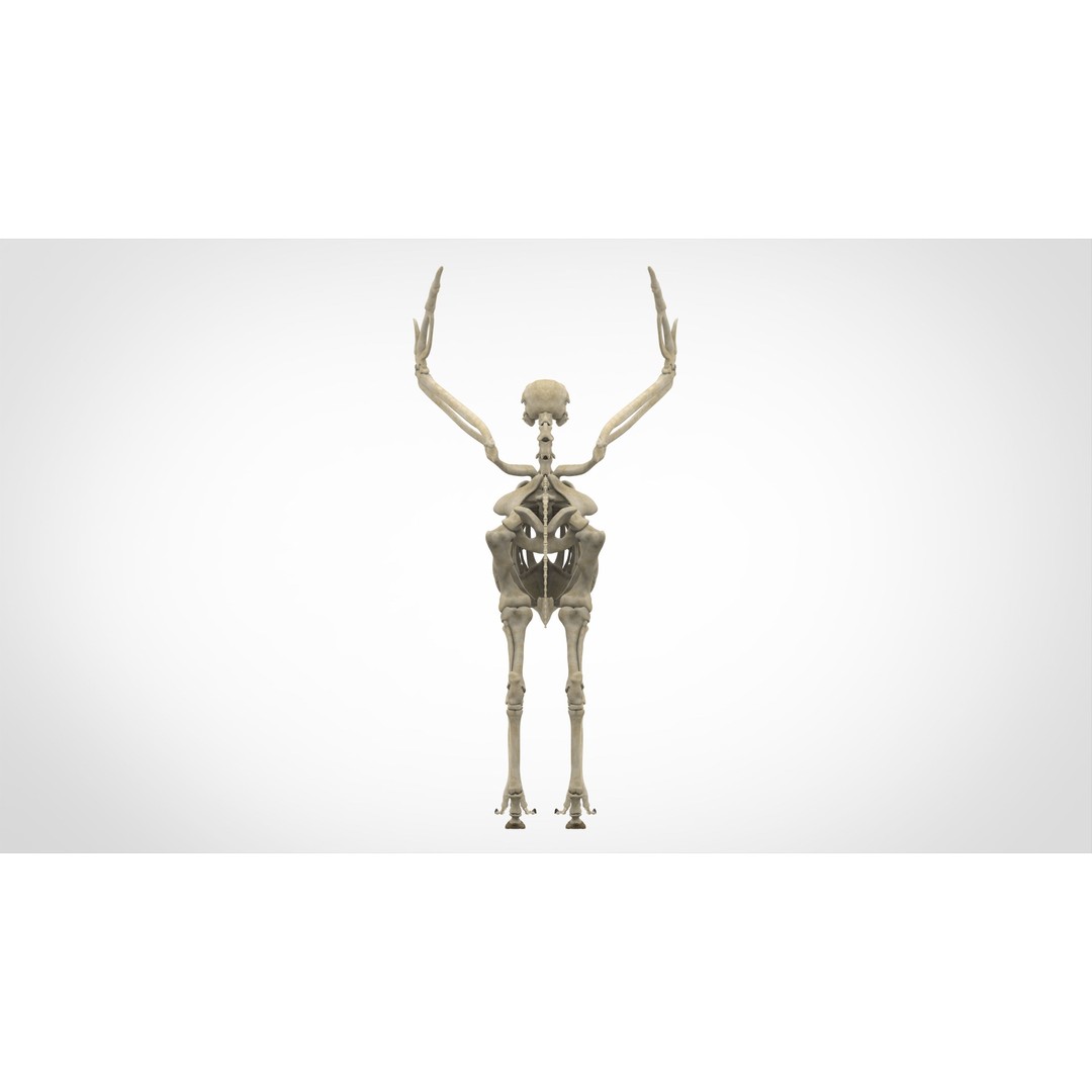 Hippogriff Skeleton 3D Model – High Poly Fantasy Character, FBX, OBJ - View 5