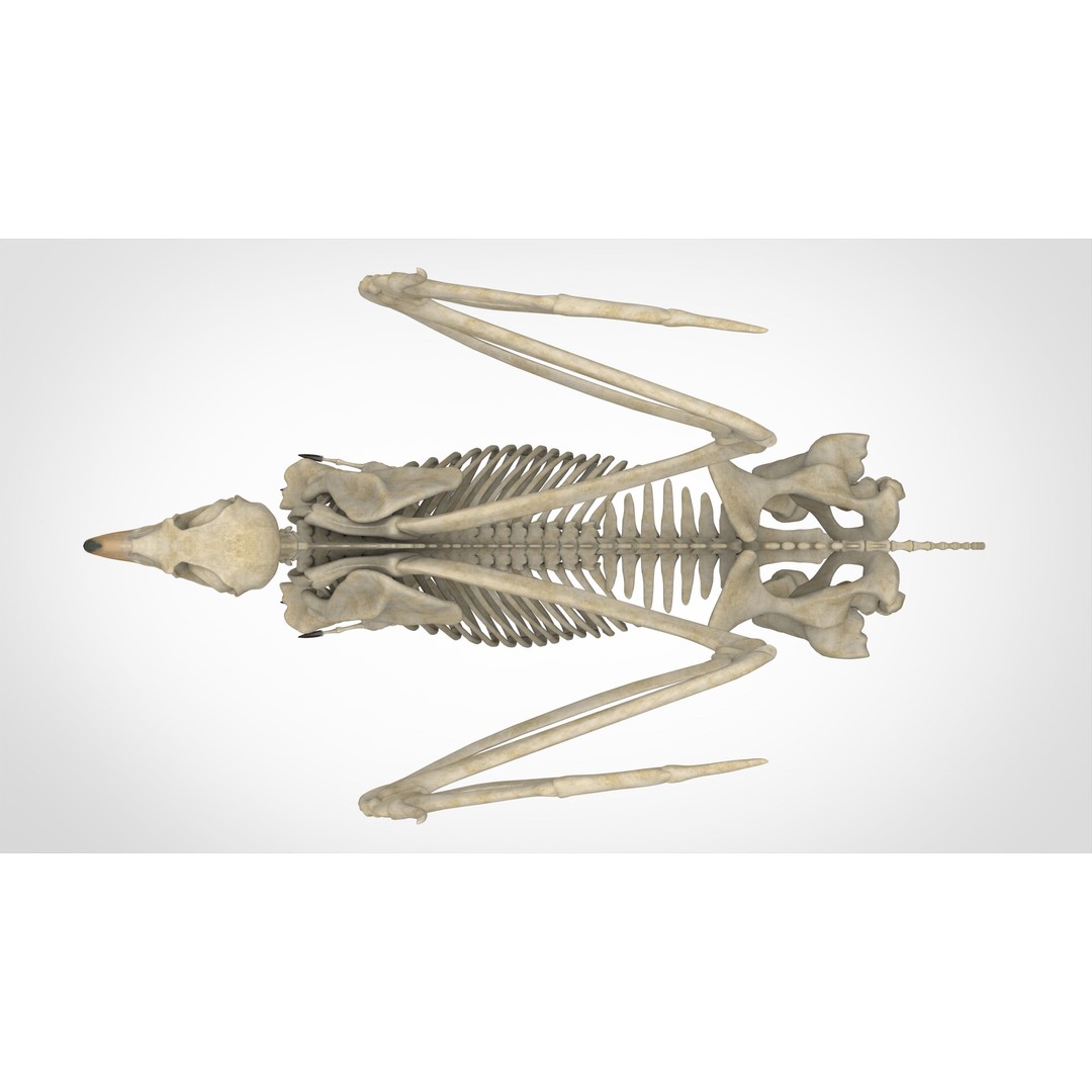 Hippogriff Skeleton 3D Model – High Poly Fantasy Character, FBX, OBJ - View 6