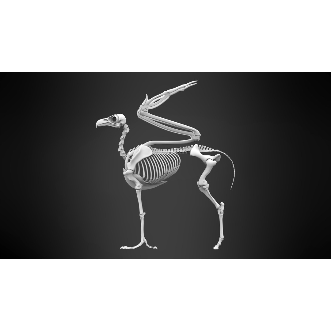 Hippogriff Skeleton 3D Model – High Poly Fantasy Character, FBX, OBJ - View 9