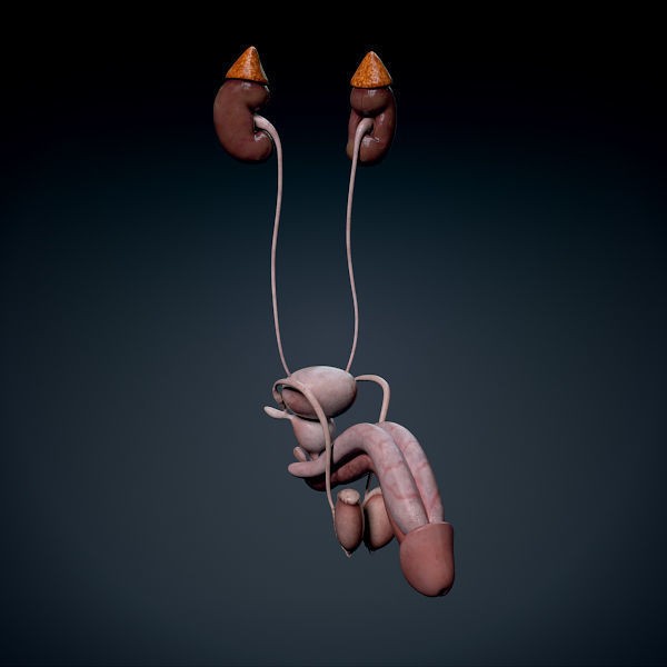 Human Male Torso 3D Model – Anatomically Accurate with PBR Textures - View 10