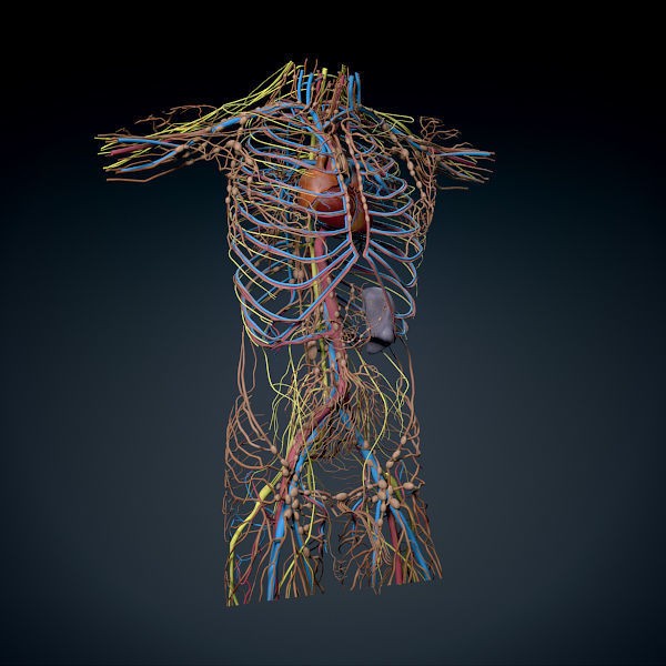 Human Male Torso 3D Model – Anatomically Accurate with PBR Textures - View 11