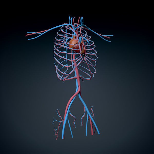 Human Male Torso 3D Model – Anatomically Accurate with PBR Textures - View 12