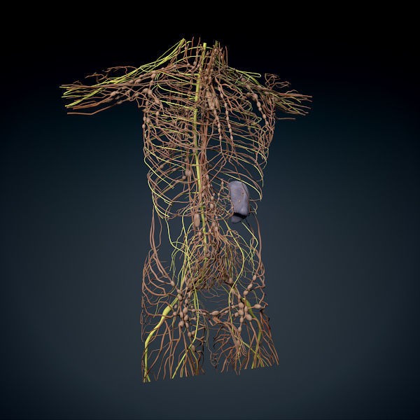 Human Male Torso 3D Model – Anatomically Accurate with PBR Textures - View 13