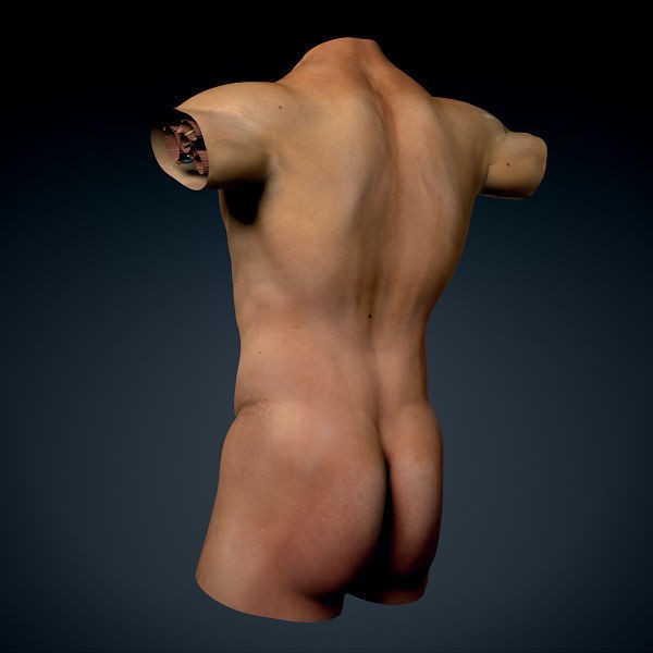 Human Male Torso 3D Model – Anatomically Accurate with PBR Textures - View 14