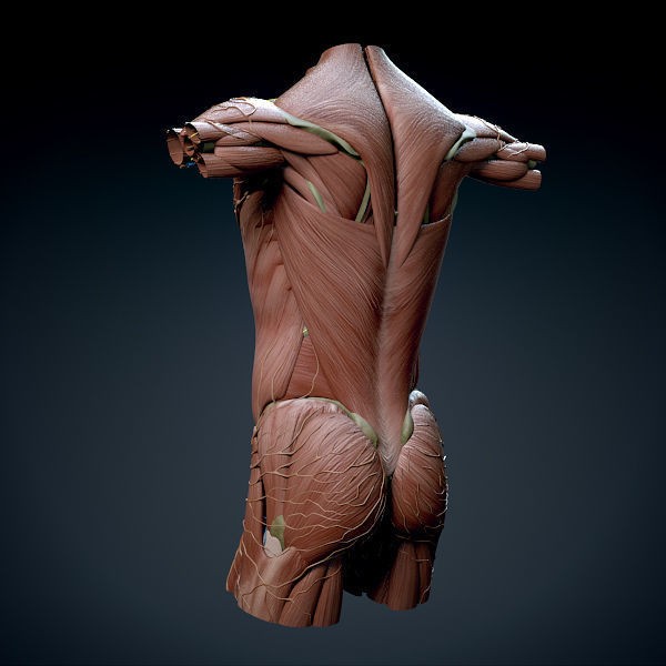Human Male Torso 3D Model – Anatomically Accurate with PBR Textures - View 15