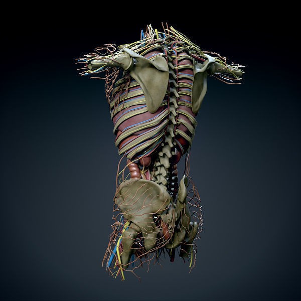 Human Male Torso 3D Model – Anatomically Accurate with PBR Textures - View 16