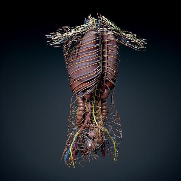 Human Male Torso 3D Model – Anatomically Accurate with PBR Textures - View 17