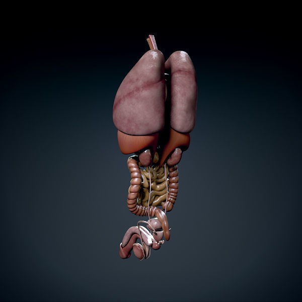 Human Male Torso 3D Model – Anatomically Accurate with PBR Textures - View 18
