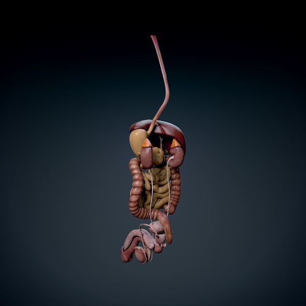 Human Male Torso 3D Model – Anatomically Accurate with PBR Textures - View 19