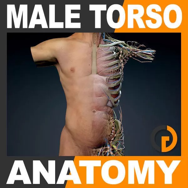 Human Male Torso 3D Model – Anatomically Accurate with PBR Textures - View 2
