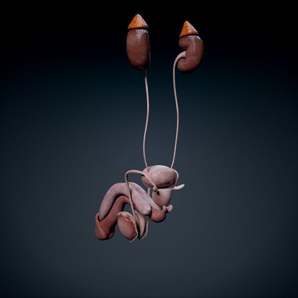 Human Male Torso 3D Model – Anatomically Accurate with PBR Textures - View 20