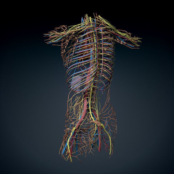 Human Male Torso 3D Model – Anatomically Accurate with PBR Textures - View 21