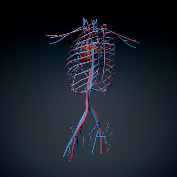 Human Male Torso 3D Model – Anatomically Accurate with PBR Textures - View 22