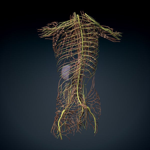 Human Male Torso 3D Model – Anatomically Accurate with PBR Textures - View 23