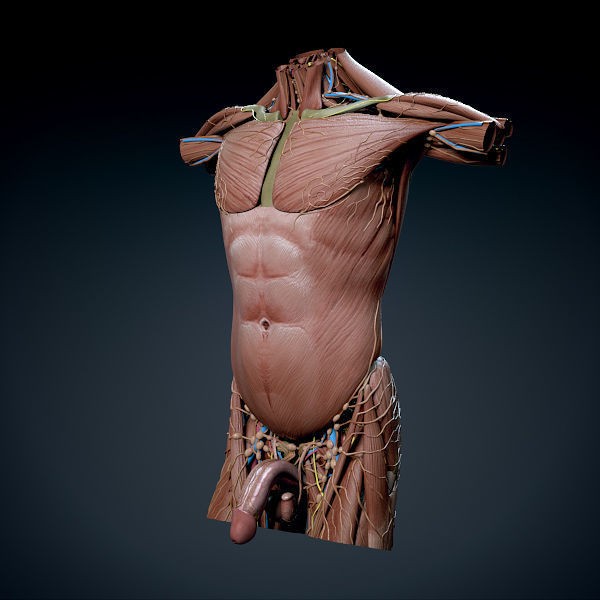 Human Male Torso 3D Model – Anatomically Accurate with PBR Textures - View 25
