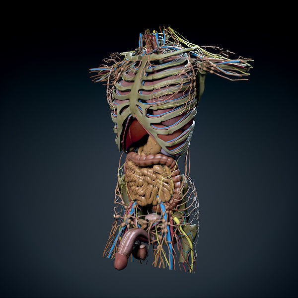 Human Male Torso 3D Model – Anatomically Accurate with PBR Textures - View 26