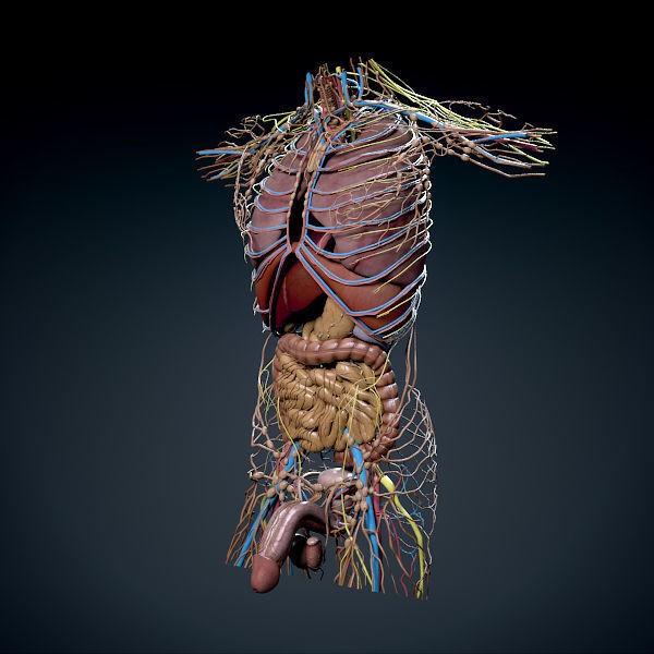 Human Male Torso 3D Model – Anatomically Accurate with PBR Textures - View 27