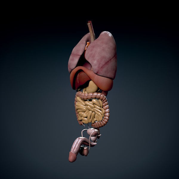 Human Male Torso 3D Model – Anatomically Accurate with PBR Textures - View 28