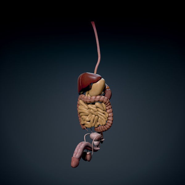 Human Male Torso 3D Model – Anatomically Accurate with PBR Textures - View 29