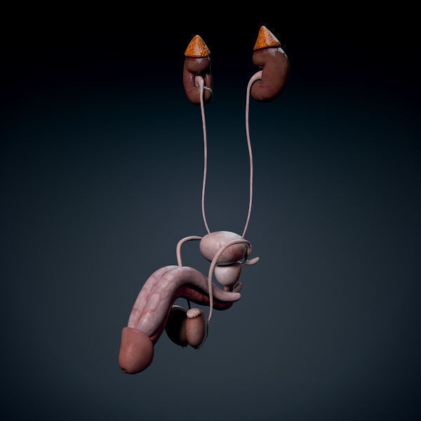 Human Male Torso 3D Model – Anatomically Accurate with PBR Textures - View 30